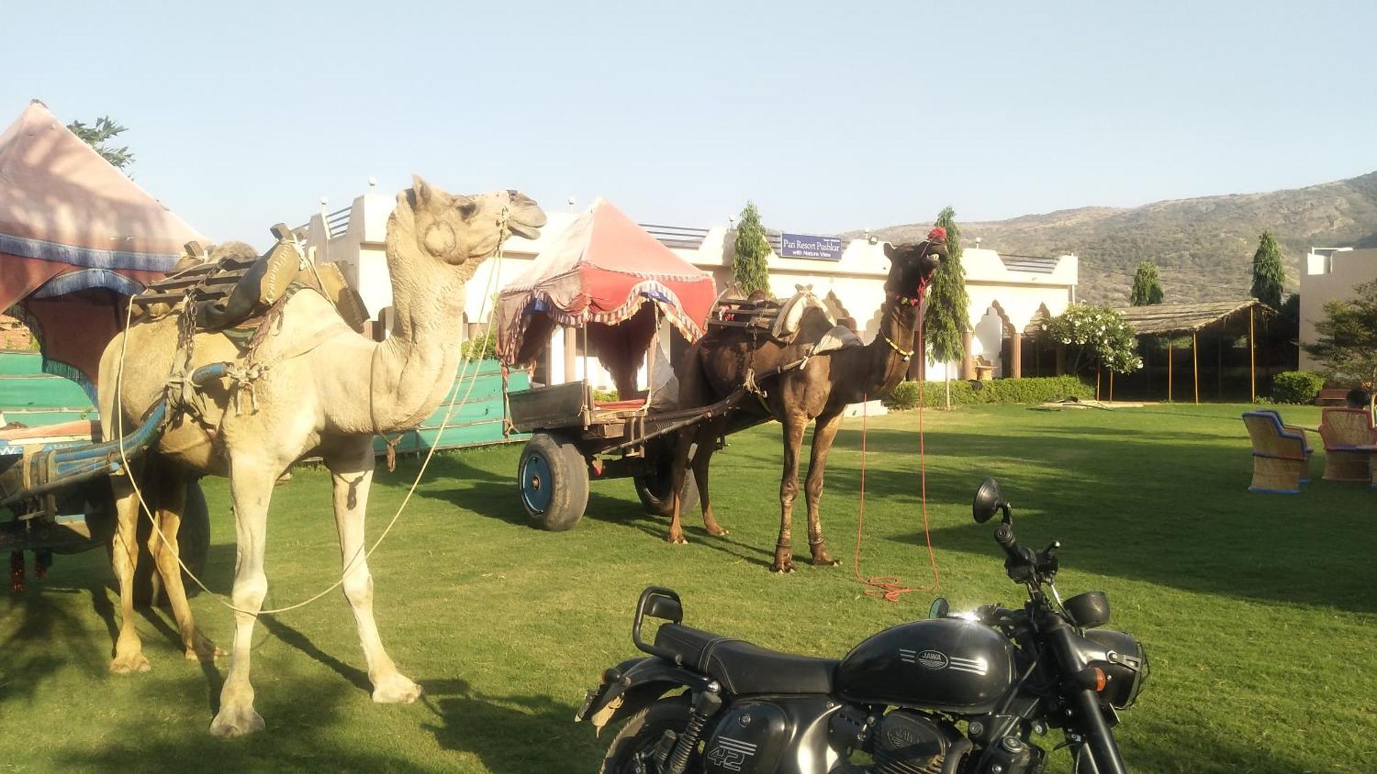 פושקאר Pari Resort With Nature View מראה חיצוני תמונה